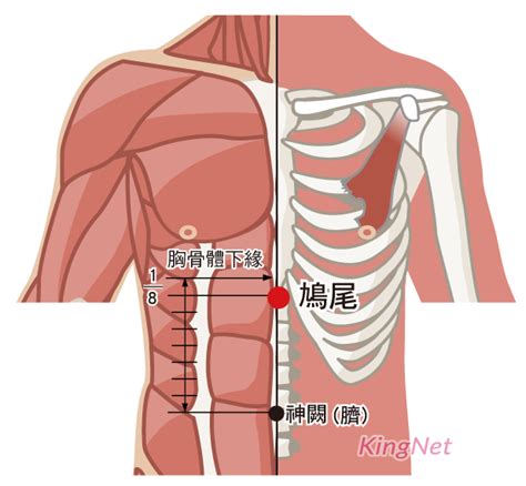 鳩尾穴位置|鳩尾穴